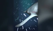 Ichthyosaurs were silent assassins of Jurassic seas