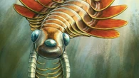 Ancient three-eyed ‘sea moth’ used its butt to breathe