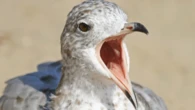 These birds are super loud during sex—and that could teach us something about gender roles 