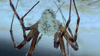 Fungus-infected zombie spiders discovered in Northern Ireland