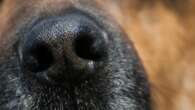 Dogs sniff out two new species of truffle