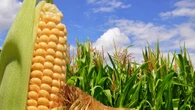 Corn gets gassy when it feels too crowded