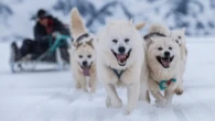 Oldest known dog breed reveals hidden human history