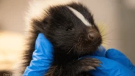 Rescued baby skunks enjoy a good song
