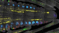 Want better corn? Color its stem cells.