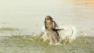 Poems spanning 1,400 years tell the tale of a revered porpoise