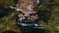 Splash the otter is training for underwater search-and-rescue