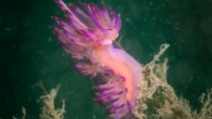 Sea slugs harness the power of the sun to show off their colors