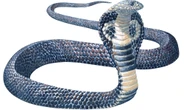It took half a century to solve the mystery of Missouri’s deadly snake panic 