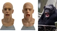 Chimpanzees ‘caught a yawn’ from this robot and researchers aren’t sure why