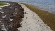 31 million tons of seaweed ready to stink up Florida’s beaches