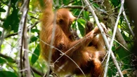Baby orangutans spy on mom to build cozy treehouse nests