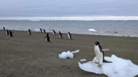 How pungent poop could help Antarctica’s penguins