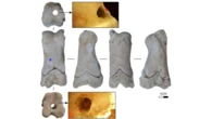 Ancient Egypt’s cemetery police blew bone whistles made from cow toes