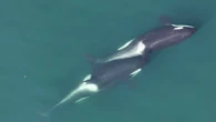 Orcas spotted using seaweed to groom each other