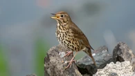 Ancient Romans snacked on deep-fried songbirds