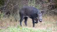 Wild pigs’ guts are turning blue in California