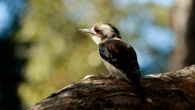 Why did a male bird lay an egg?