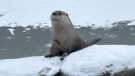Escaped river otter takes his destiny into his own (tiny) hands
