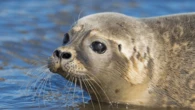 When wily sea lions and determined wildlife officials sparred in Seattle