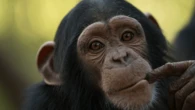 Chimpanzees can keep a rhythmic beat