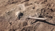 Ancient animal bones unlock clues about Bronze Age plague