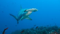 Endangered shark meat keeps ending up on store shelves