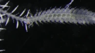 Sea worm’s reproductive bits grow their own eyes before mating