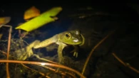 This invasive frog can fit baby turtles inside its mouth