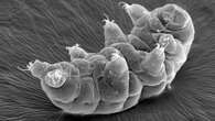 Researchers start to unravel the secrets of tardigrade radiation resilience