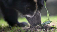 Shy ‘Paddington’ bears need more plants to survive