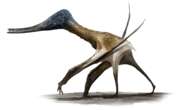 The first true flying vertebrates walked before they could soar