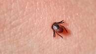 How hitchhiking ticks are bringing diseases to new places