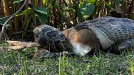 Burmese pythons stretch their mouths even wider than we thought possible