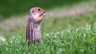 How hibernating squirrels go more than six months without water—and don’t get thirsty