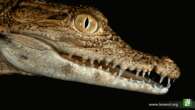 Why are crocodiles so bumpy? A dermatological mystery has been solved