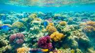 Chlorine and cocoa butter may help disease-ridden corals