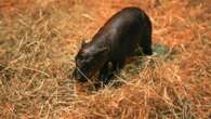 5 things to know about pygmy hippos–like Scotland’s own Haggis