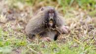 How a crew of gophers helped Mount St. Helens bounce back