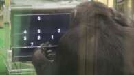 Like humans, chimps often perform tasks differently when crowds are watching