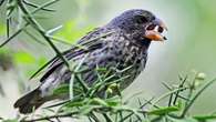 Scientists simulate calls of ‘future finches’