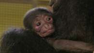 Endangered newborn siamang gibbon is a ‘sign of hope’