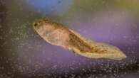 A rock in Argentina turns out to be the oldest tadpole fossil ever found