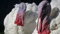 How did Thanksgiving turkeys get so darn big?