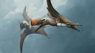 New pterosaur species sliced through the air with a sword-like tail