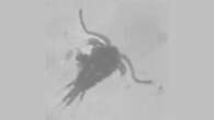 Sorry, zooplankton don’t want to eat your poop