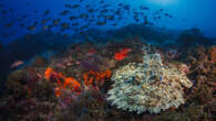 Anglerfish are so much more than just their dangly bioluminescent lures