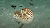 After 15 years, a vessel named ‘Nautilus’ actually saw a nautilus