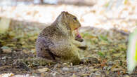 ‘Shocking:’ These squirrels are hunting and eating other rodents