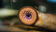 Lampreys offer clues to the origin of our fight-or-flight instinct